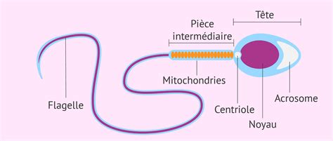 temps spermatozoide feconde ovule|En combien de temps le spermatozoïde atteint